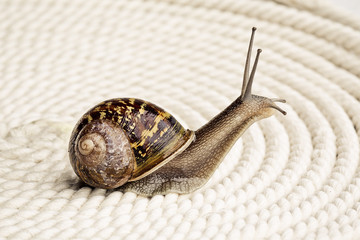 Gefleckte Weinbergschnecke © Nailia Schwarz