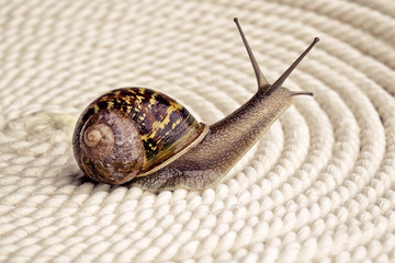 Gefleckte Weinbergschnecke