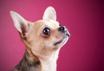 Chihuahua Portrait