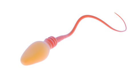 3d illustration of a sperm or male gamete