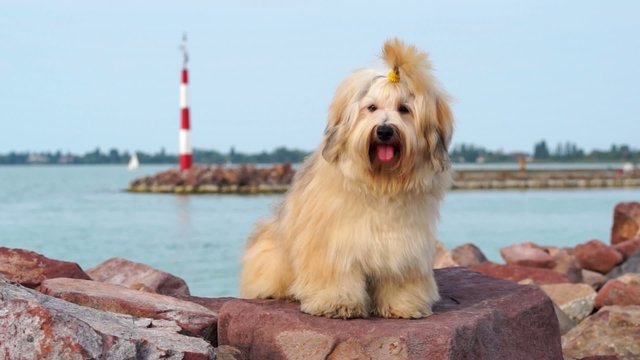 Cute reddish Havanese dog is sitting on some harbor shore rocks