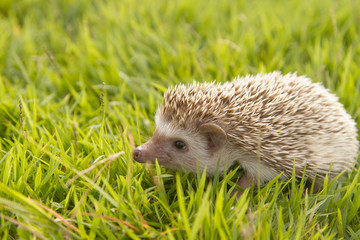 Hedgehog , African pygmy hedgehog