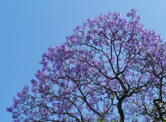 The burst of colour of the Jacaranda tree
