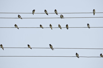 Swallows on the wires