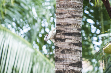Fototapeta premium Variegated Tree Squirrel
