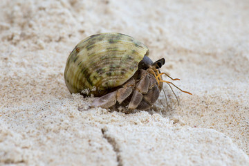 Hermit crab in the shell of a snail
