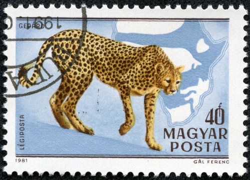 stamp printed in HUNGARY shows a Acinonyx jubatus