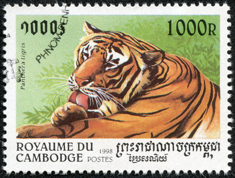stamp printed in Cambodia shows panthera tigris