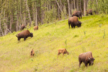 Wood buffalo Bison bison athabascae herd grazing