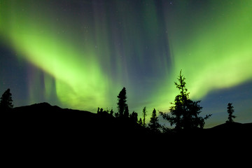 Yukon taiga spruce Northern Lights Aurora borealis