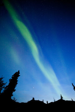 Yukon taiga spruce Northern Lights Aurora borealis