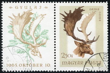 stamp printed in Hungary (Magyar) shows Damszarvas (Deer)