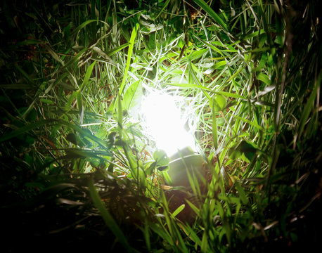 energy-saving lamp in green grass