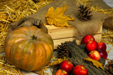 Pumpkin and apples with bark and bumps on wooden background