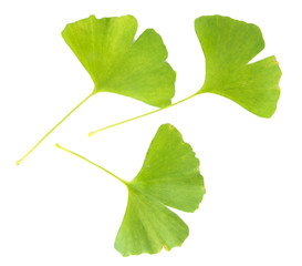 Ginkgo biloba leaves isolated on white