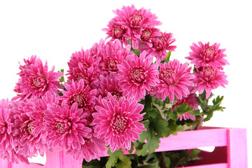 Bouquet of pink autumn chrysanthemum in pink wooden crate