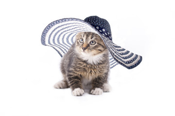 gray striped kitten play whit heart. 