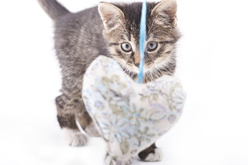 gray striped kitten play whit heart. 