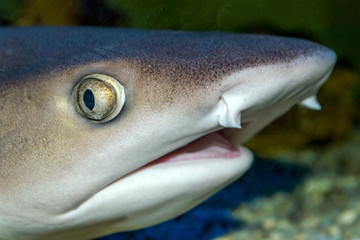 Head of a shark in detail with dark background