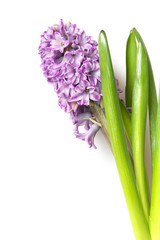 Fototapeta premium hyacinth