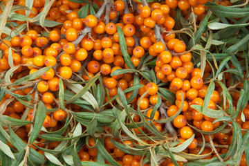 sea-buckthorn