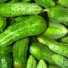 cucumbers