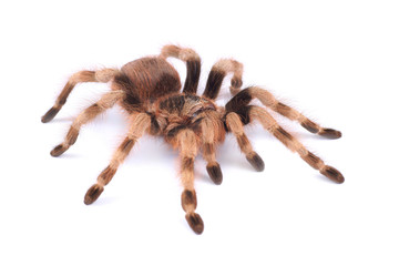 Tarantula spider, female (Nhandu coloratovilosum)
