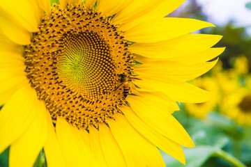 Obraz premium Sun flower and bee