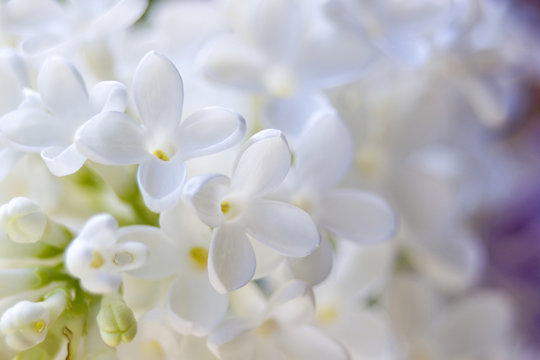 Blooming lilac flowers