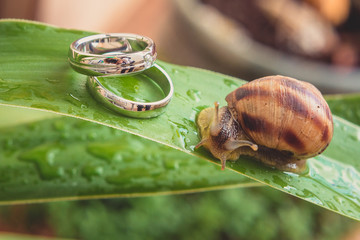 Diamond wedding rings