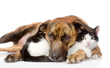 mixed breed dog and cat lying together. isolated on white 