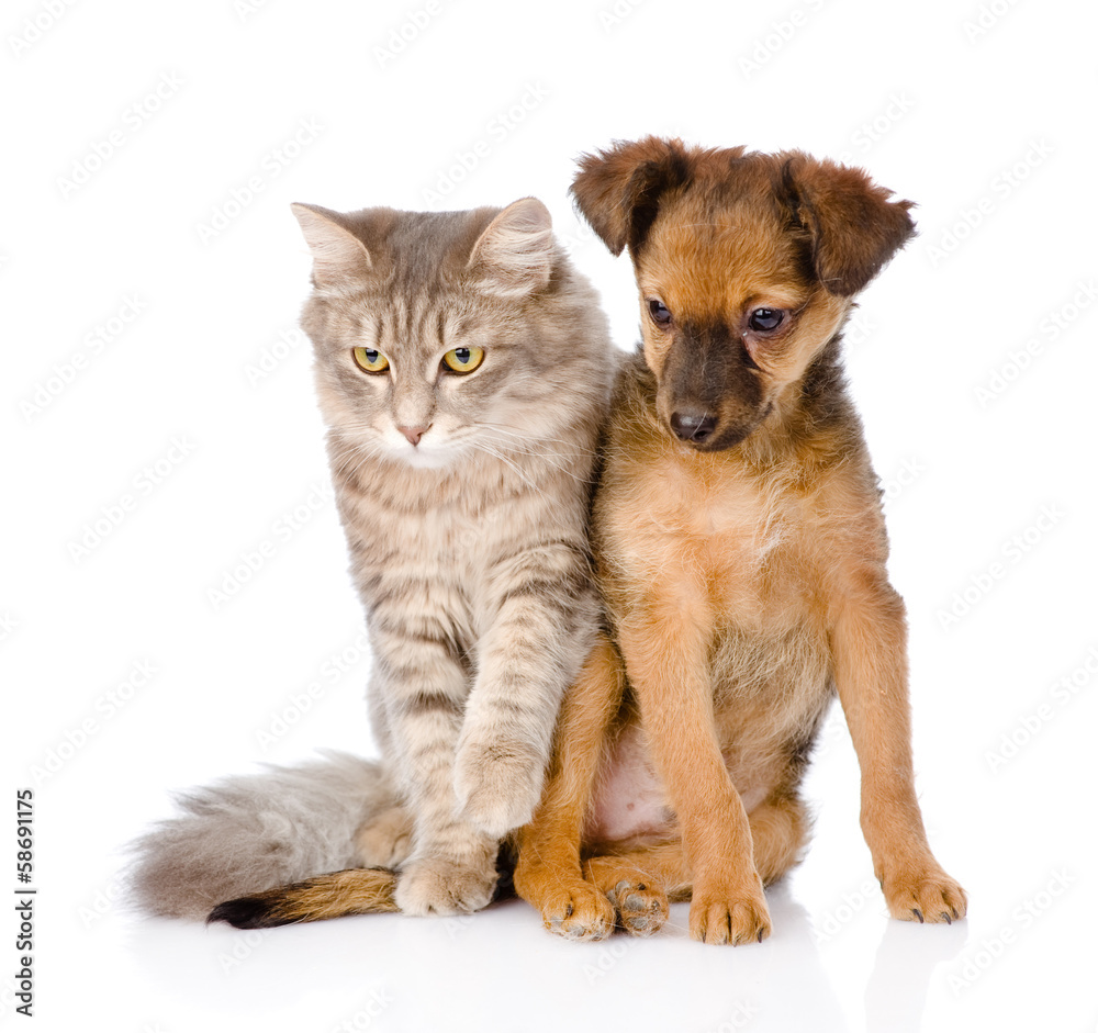 Wall mural puppy and kitten sitting together. isolated on white background