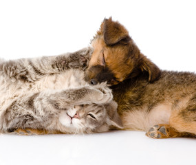 cat and dog fights. isolated on white background