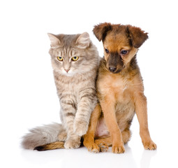 puppy and kitten sitting together. isolated on white background