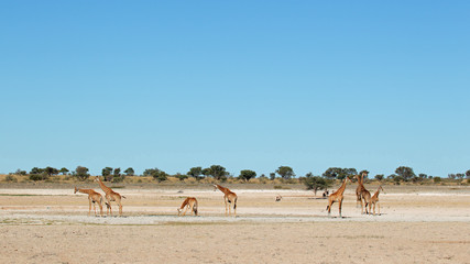 Naklejka premium Giraffes at waterhole, Kalahari