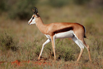 Springbok antelope