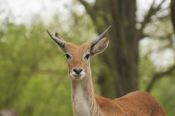 Fototapeta premium Lechwe