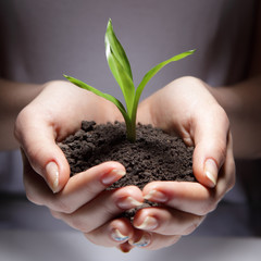 sprout in woman hand