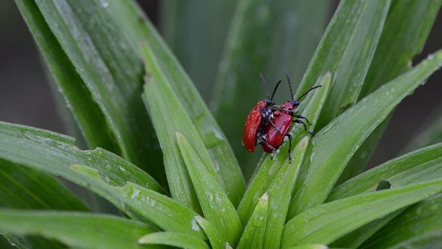 Pair scarlet lily bettles mating colugating on dewy plant leaves