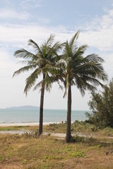 Obraz na płótnie Canvas пальмы