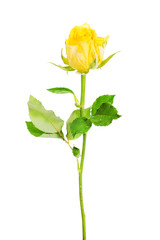 One separated yellow rose.
