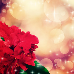 holiday card with beautiful red rose