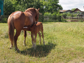 the horse feeds a foal