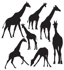 Naklejka premium Vector giraffe silhouettes