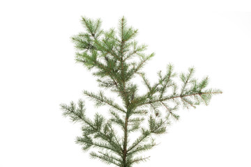 Green fir isolated on white.