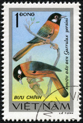 stamp printed in Vietnam shows Garrulax yersini