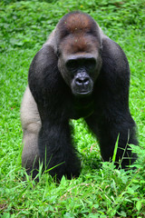 gorilla standing on the grass