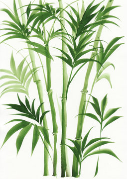 Watercolor painting of palm bamboo