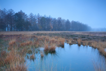 autumn misty fog over swamp