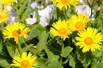 Arnica